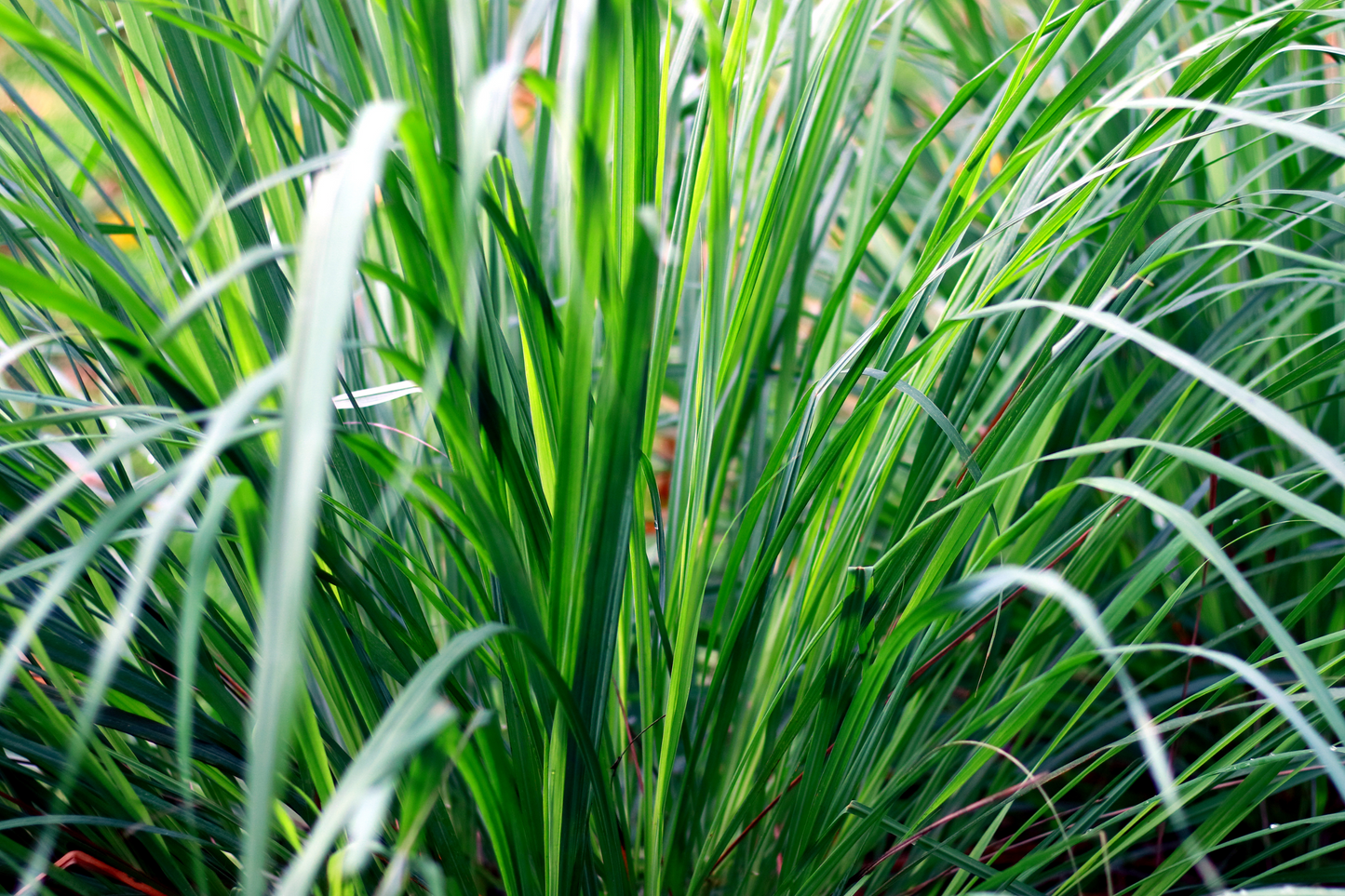 Organic Lemon Grass Leaves